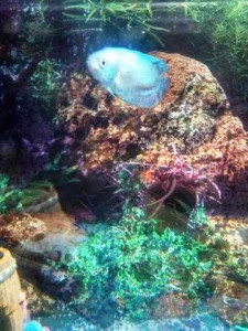 neon-blue dwarf gourami